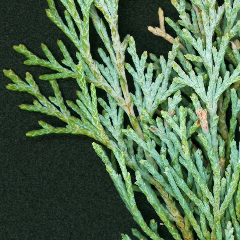 Juniperus scopulorum Wichita Blue - Enebro de las Rocallosas (Follaje)