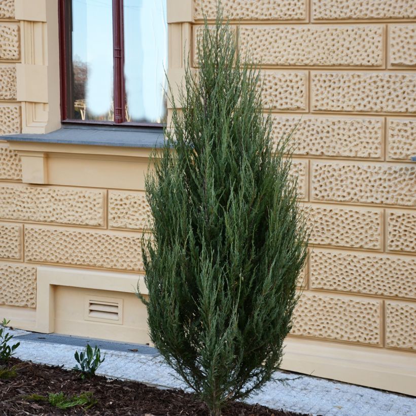 Juniperus scopulorum Wichita Blue - Enebro de las Rocallosas (Porte)