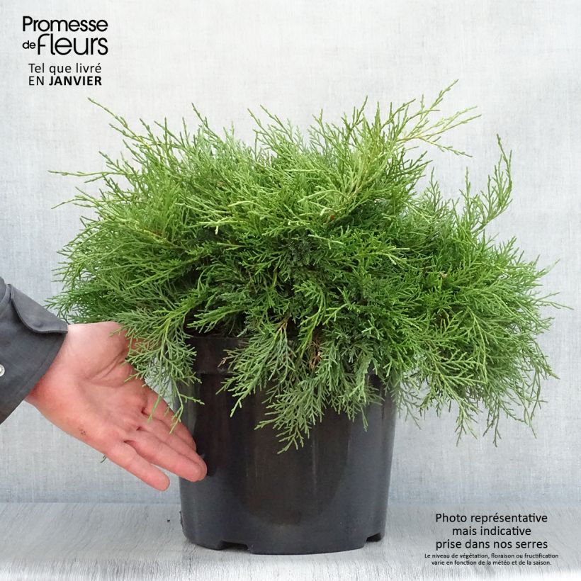 Genévrier - Juniperus x media Gold Coast en pot de 7,5L/10L Ejemplar entregado en invierno