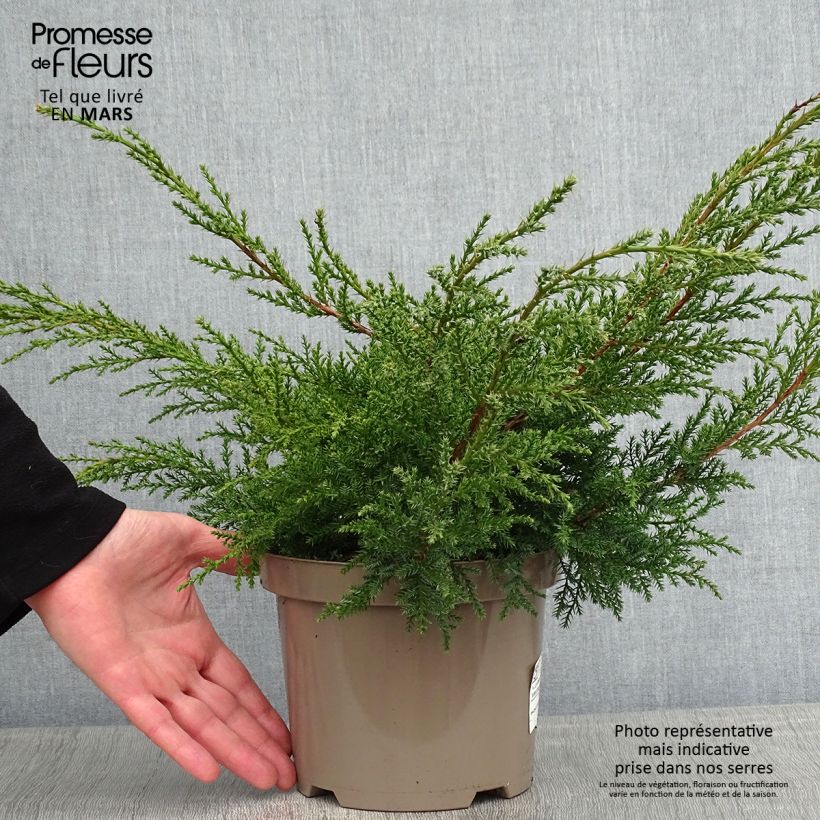 Genévrier - Juniperus x media Pfitzeriana Aurea en pot de 2L/3L Ejemplar entregado en invierno