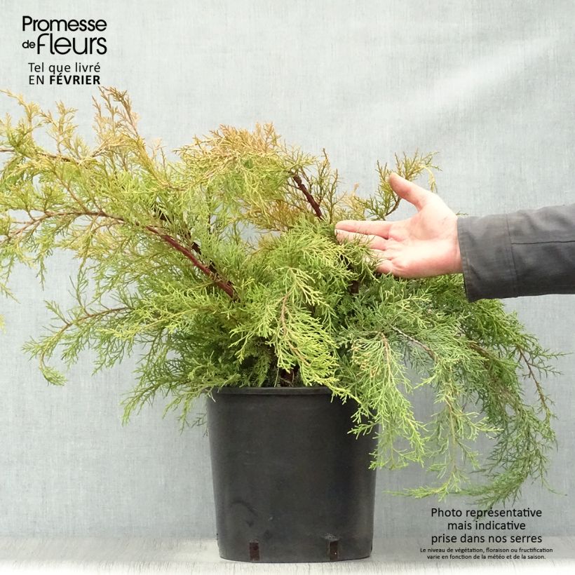 Genévrier - Juniperus x media Pfitzeriana Aurea en pot de 7,5L/10L Ejemplar entregado en invierno