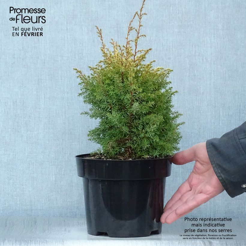 Genévrier commun - Juniperus communis Gold Cone                Pot de 2L/3L Ejemplar entregado en invierno