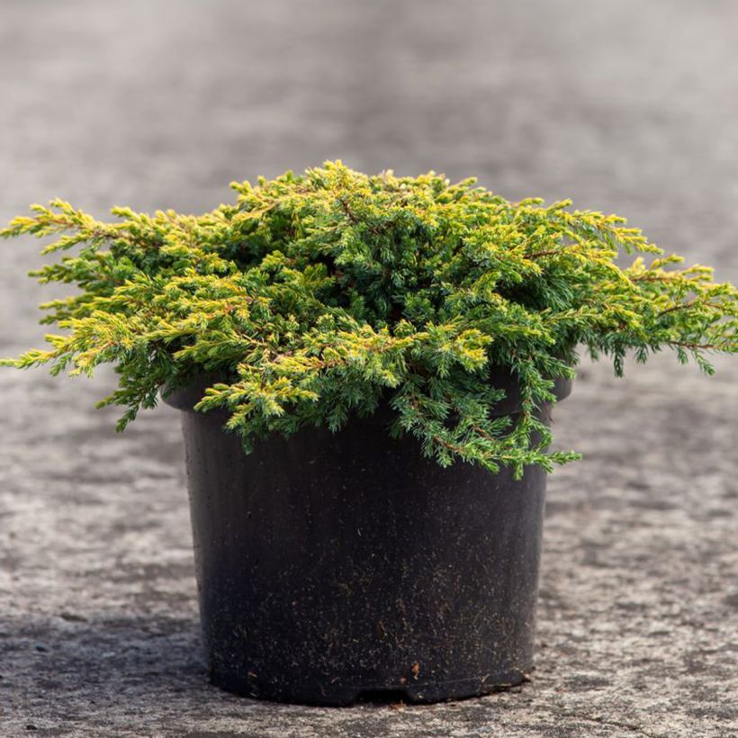 Juniperus communis Goldschatz - Enebro común (Porte)