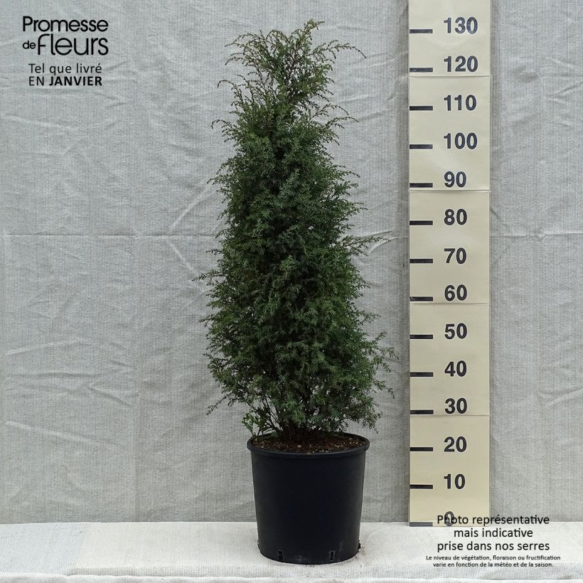 Genévrier commun - Juniperus communis Pyramidalis Pot de 12L/15L Ejemplar entregado en invierno