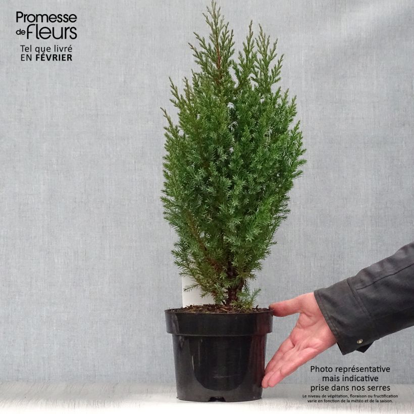 Genévrier de Chine - Juniperus chinensis Stricta en pot de 2L/3L Ejemplar entregado en invierno