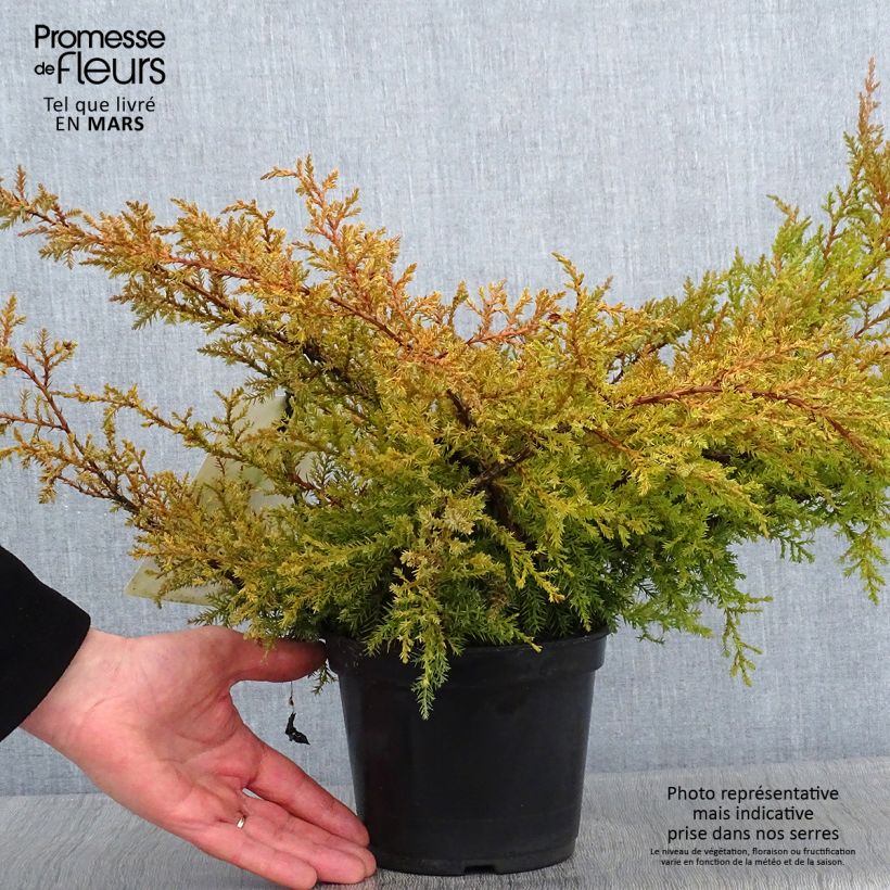 Genévrier de Pfitzer Compact - Juniperus pfitzeriana Compacta Pot de 2L/3L Ejemplar entregado en invierno