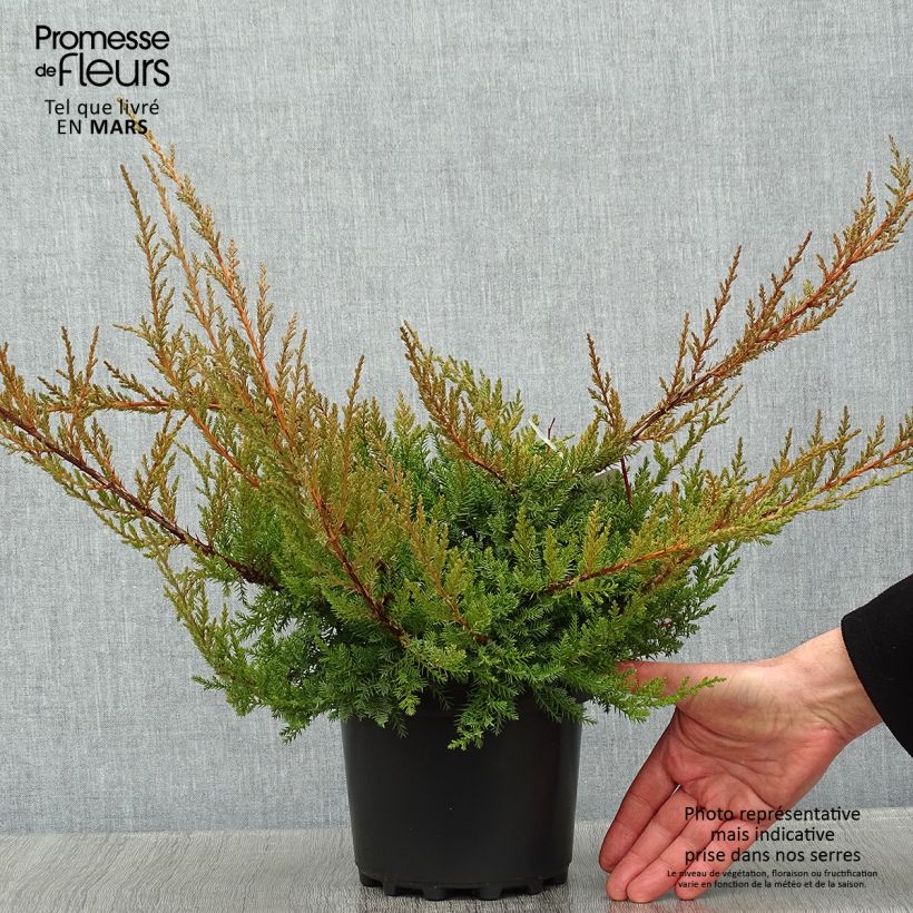 Genévrier de Pfitzer - Juniperus x media Pfitzeriana Pot de 2L/3L Ejemplar entregado en invierno