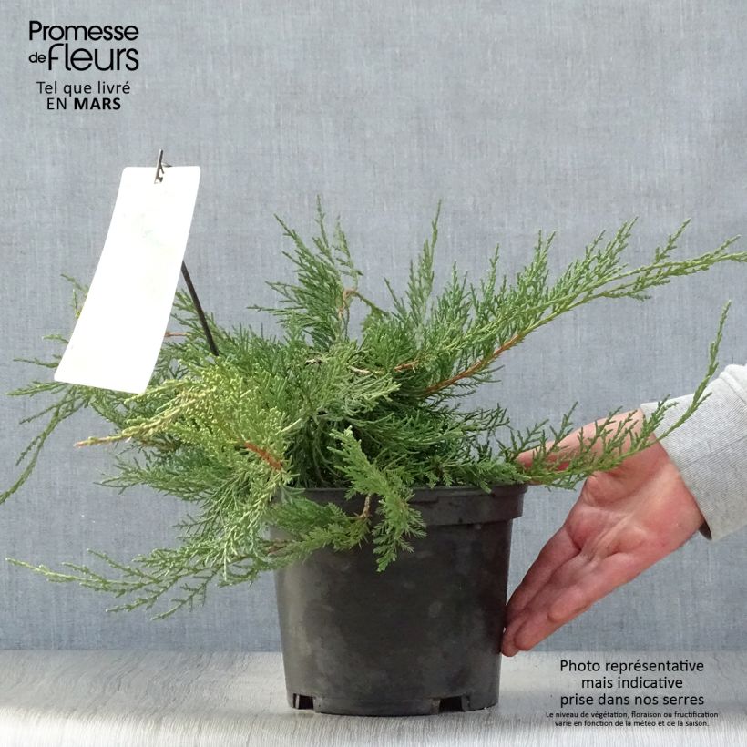 Juniperus media Pfitzeriana - Enebro híbrido Maceta 2L/3LAltura de entrega aprox. 30/40cm Ejemplar entregado en la primavera