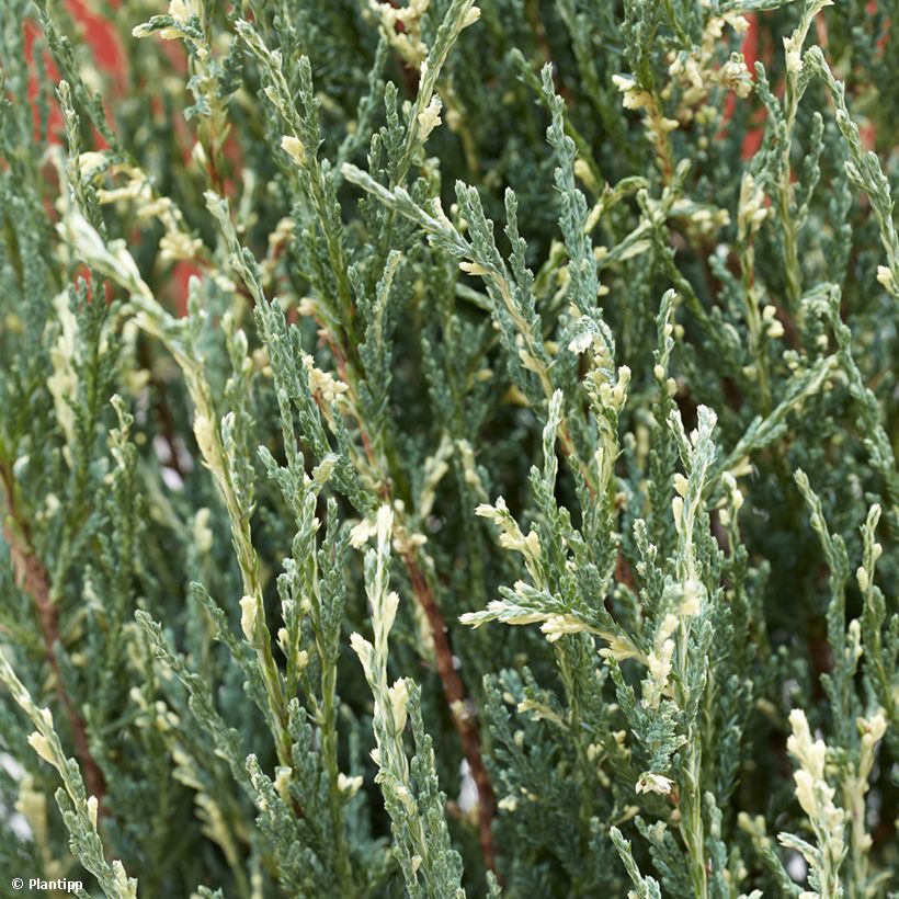 Juniperus scopulorum Blue Ivory - Enebro de las Rocallosas (Follaje)