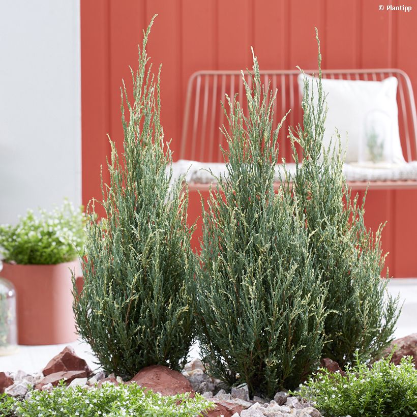 Juniperus scopulorum Blue Ivory - Enebro de las Rocallosas (Porte)