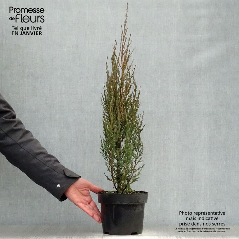 Genévrier de Virginie - Juniperus scopulorum Skyrocket Pot de 3L/4L Ejemplar entregado en invierno