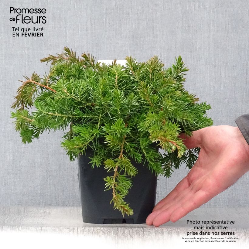 Genévrier des plages -  Juniperus conferta Blue Pacific Pot de 2L/3L Ejemplar entregado en invierno