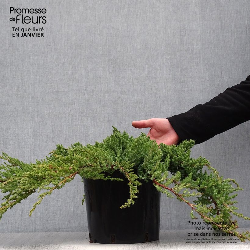 Genévrier des plages - Juniperus conferta Blue Pacific en pot de 7,5L/10L Ejemplar entregado en invierno