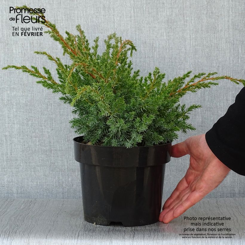 Genévrier écailleux - Juniperus squamata Blue Swede Pot de 2L/3L Ejemplar entregado en invierno