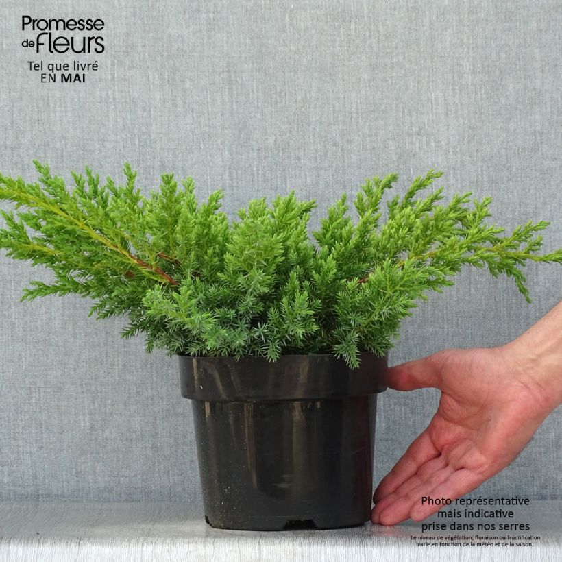 Juniperus squamata Blue Swede - Enebro escamoso Maceta 2L/3LAltura de entrega aprox. 30/40cm Ejemplar entregado en la primavera