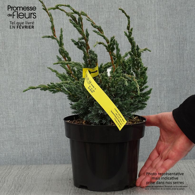 Genévrier écailleux - Juniperus squamata Meyeri Pot de 2L/3L Ejemplar entregado en invierno