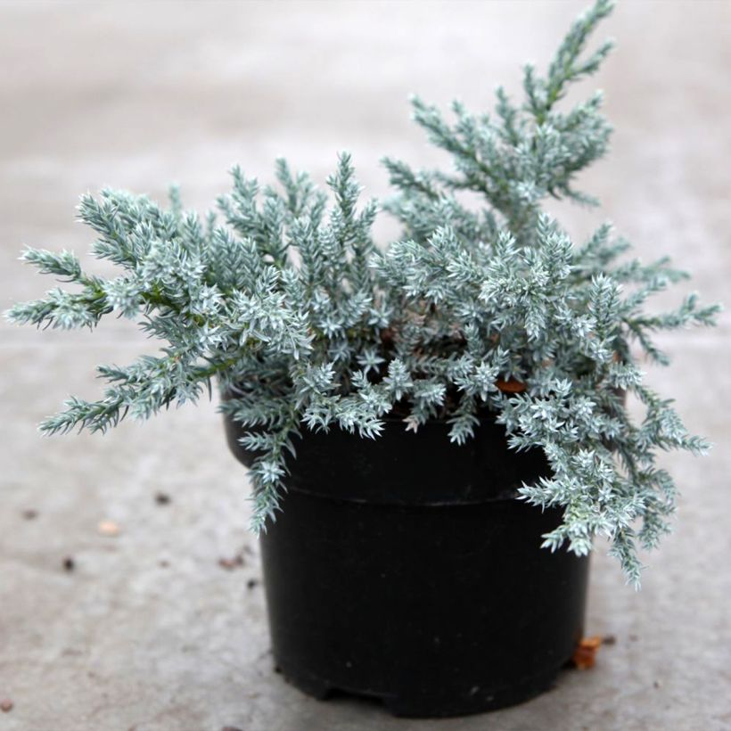 Juniperus squamata Tropical Blue - Enebro escamoso (Porte)