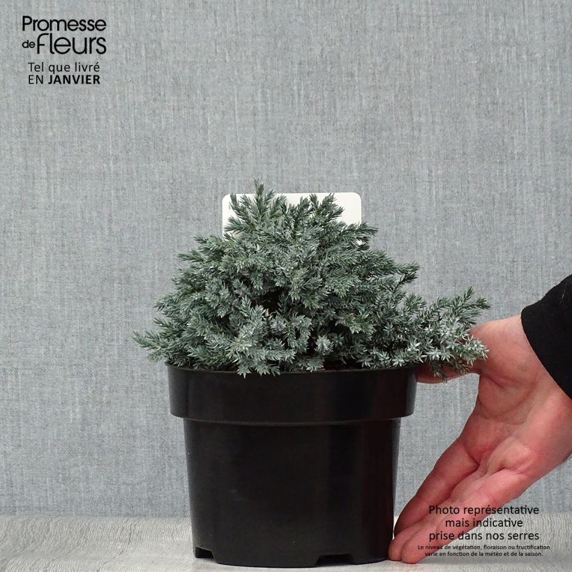 Genévrier écailleux - Juniperus squamata Tropical Blue Pot de 2L/3L Ejemplar entregado en invierno