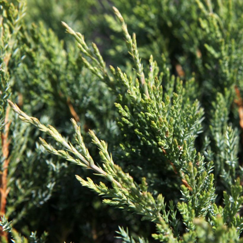 Juniperus horizontalis Agnieszka - Enebro rastrero (Follaje)