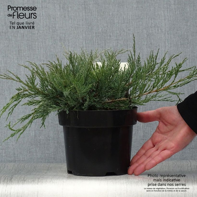 Genévrier horizontal - Juniperus horizontalis Agnieszka en pot de 2l/3l Ejemplar entregado en invierno