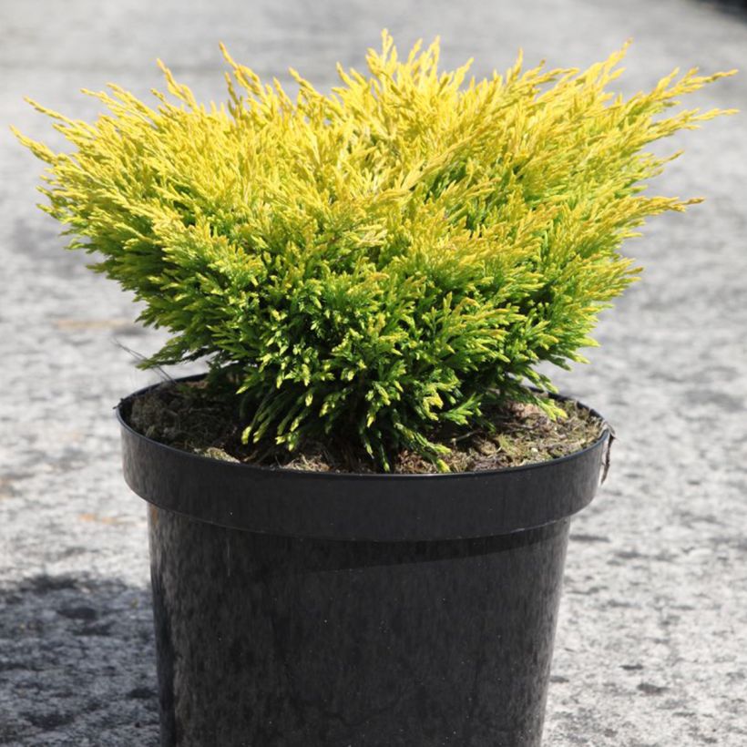 Juniperus horizontalis Limeglow - Enebro rastrero (Porte)