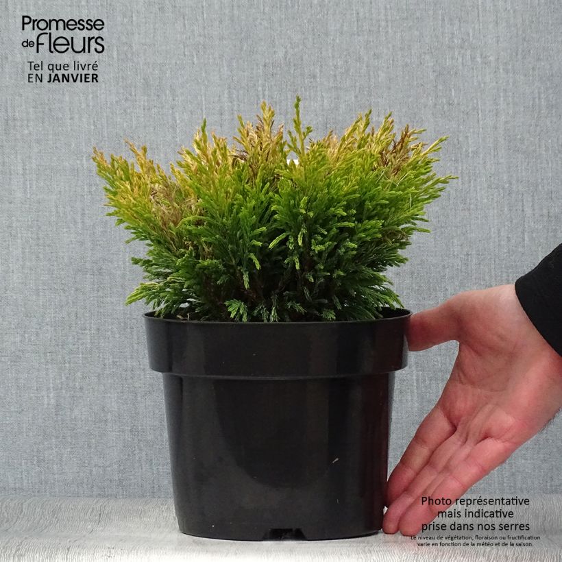 Genévrier horizontal - Juniperus horizontalis Limeglow en pot de 2L/3L Ejemplar entregado en invierno