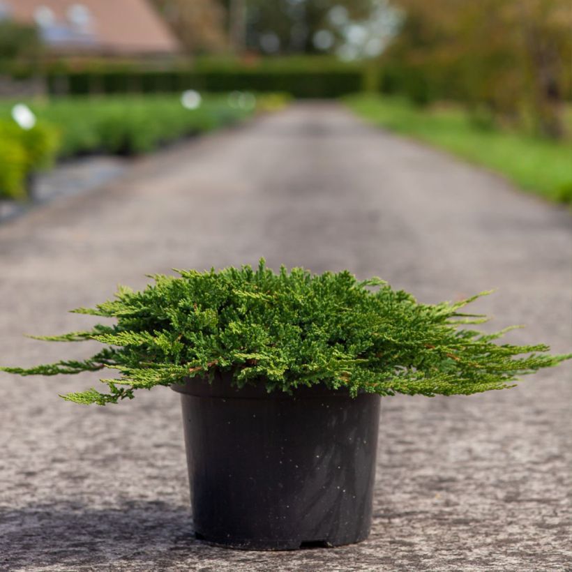 Juniperus horizontalis Prince Of Wales - Enebro rastrero (Porte)