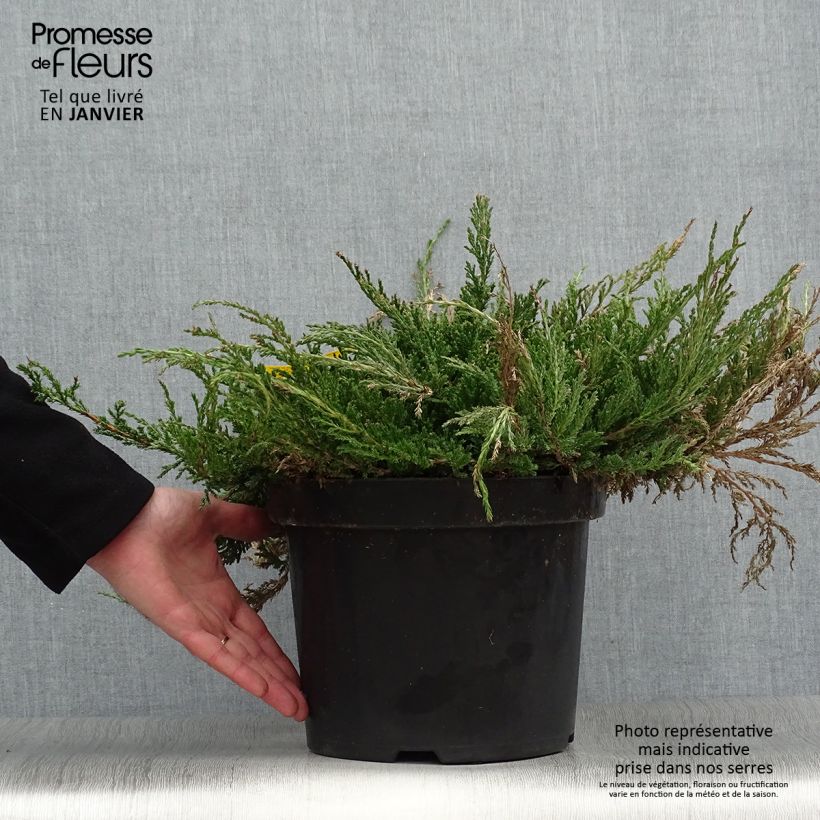 Genévrier horizontal - Juniperus horizontalis Prince Of Wales en pot de 7,5L/10L Ejemplar entregado en invierno