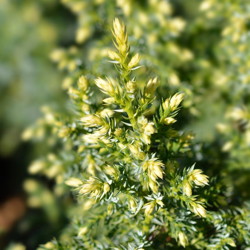 Juniperus pingii Hulsdonk Yellow - Enebro (Follaje)