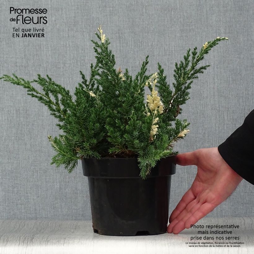 Genévrier panaché - Juniperus chinensis Expansa Variegata en pot de 2L/3L Ejemplar entregado en invierno