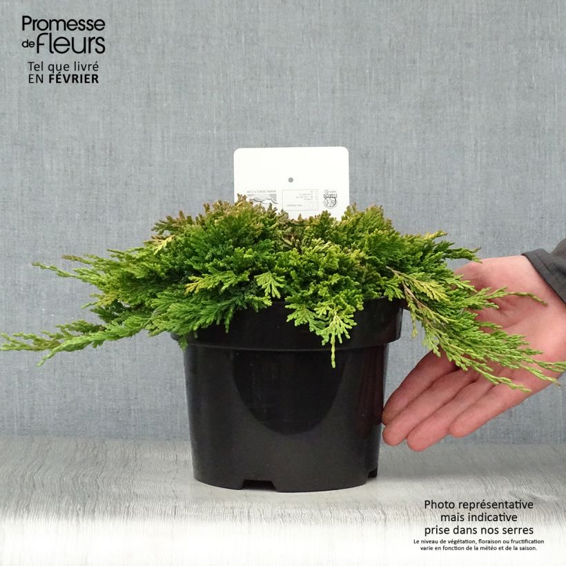 Genévrier rampant - Juniperus horizontalis Golden Carpet Pot de 2L/3L Ejemplar entregado en invierno