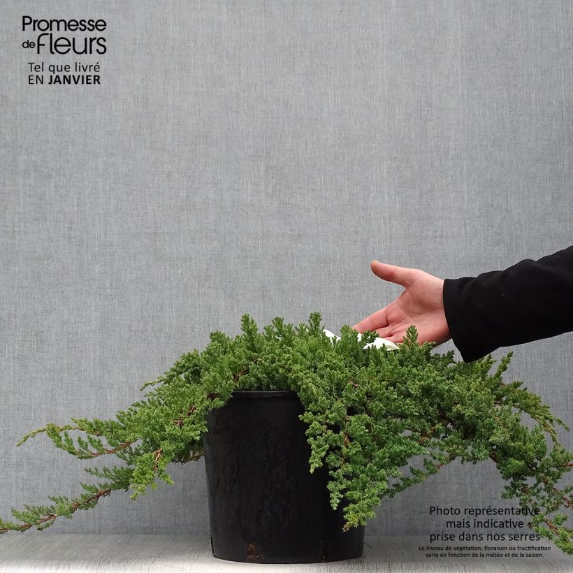 Genévrier rampant - Juniperus procumbens Nana en pot de 7,5L/10L Ejemplar entregado en invierno