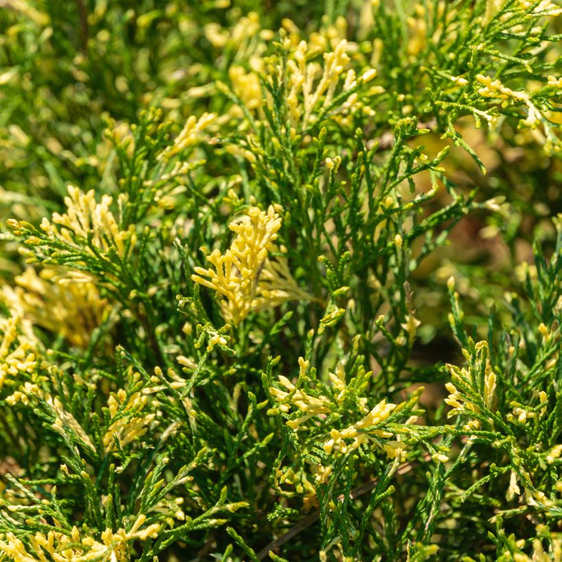 Juniperus sabina Variegata - Enebro (Follaje)