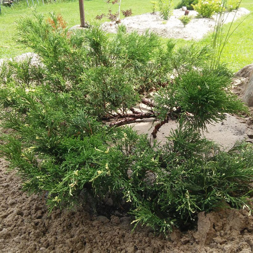 Juniperus sabina Variegata - Enebro (Porte)