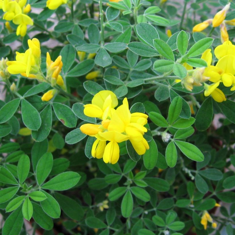 Genista Porlock - Retama de tintes (Floración)