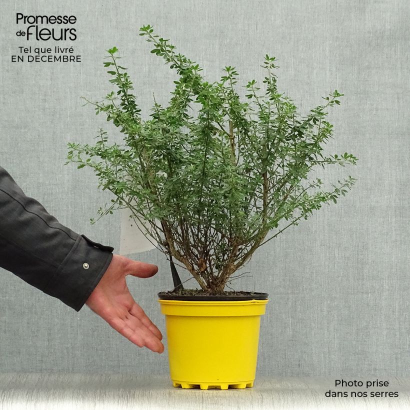 Genista Porlock - Genêt Pot de 2L/3L Ejemplar entregado en invierno