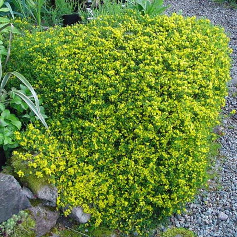 Genista pilosa Vancouver Gold (Porte)