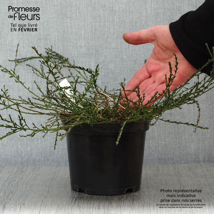 Genista pilosa Vancouver Gold - Genêt poilu Pot de 2L/3L Ejemplar entregado en invierno