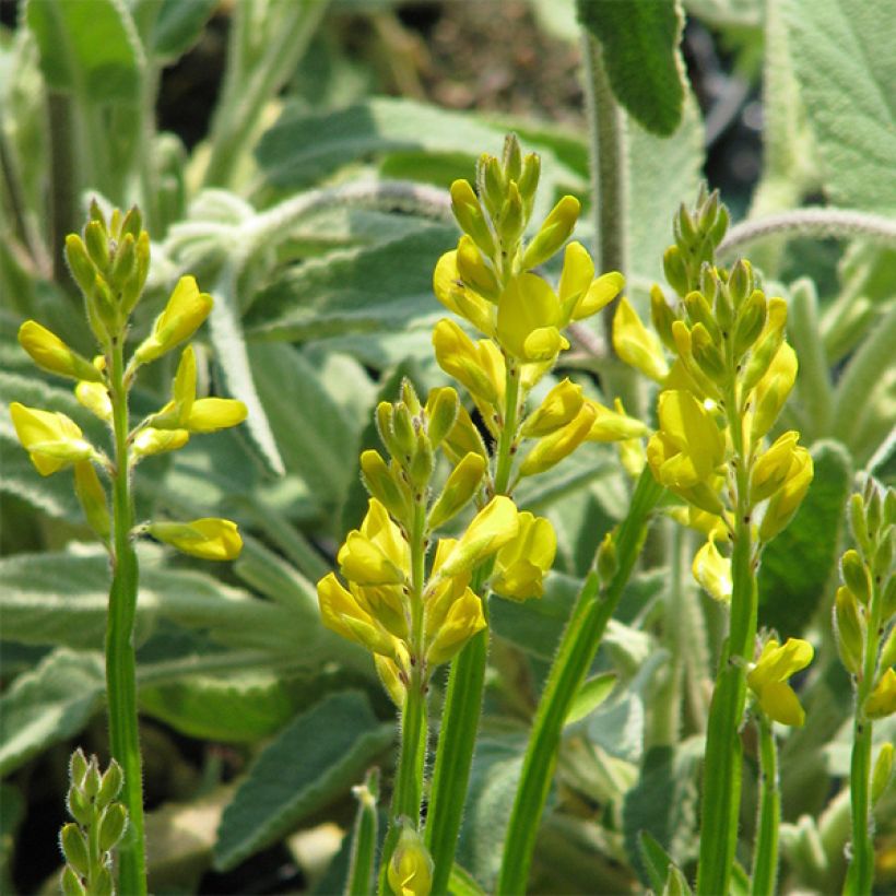 Genista sagittalis - Carquexia fina (Floración)