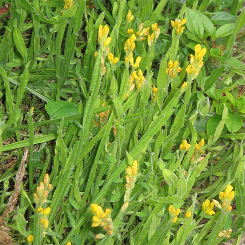 Genista sagittalis - Carquexia fina (Porte)