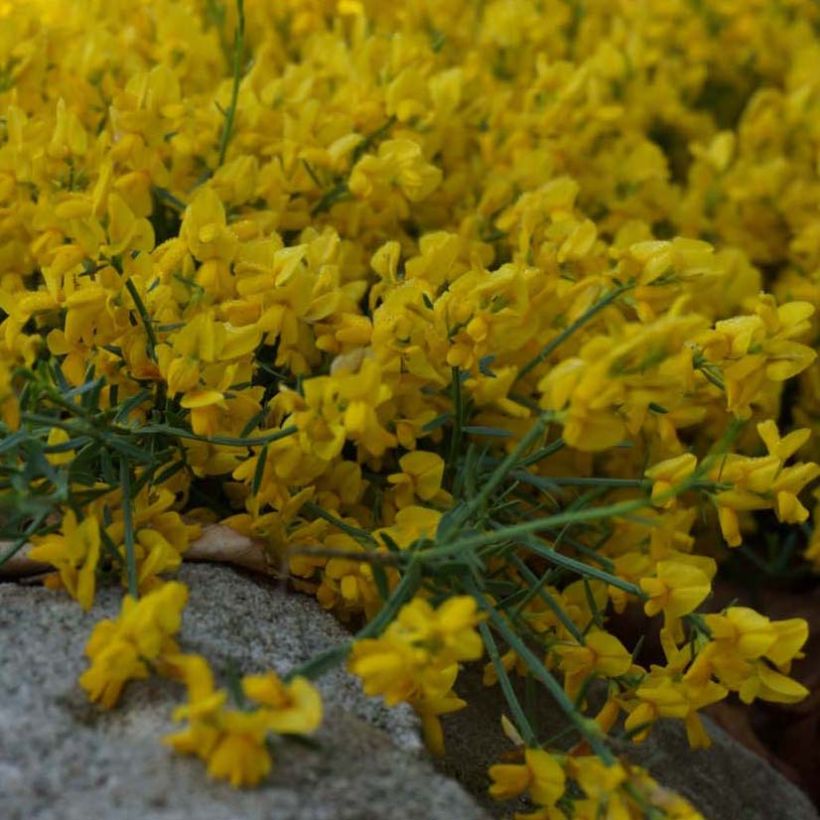 Genista tinctoria Royal Gold - Retama de tintes (Floración)