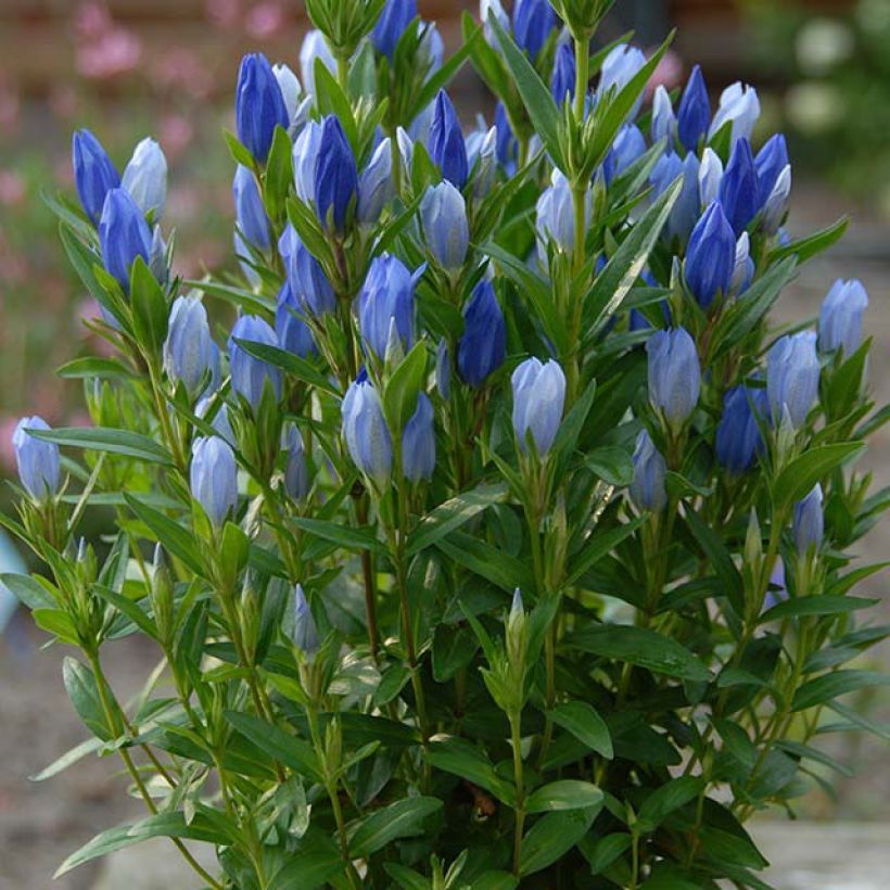 Gentiana makinoi Blue Star (Porte)