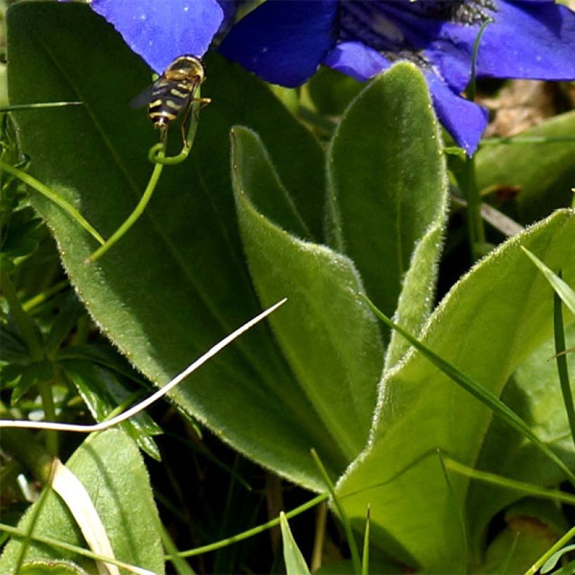 Gentiana acaulis (Follaje)