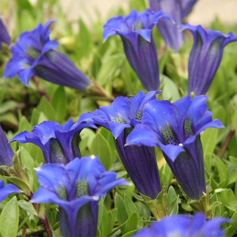 Gentiana acaulis (Floración)