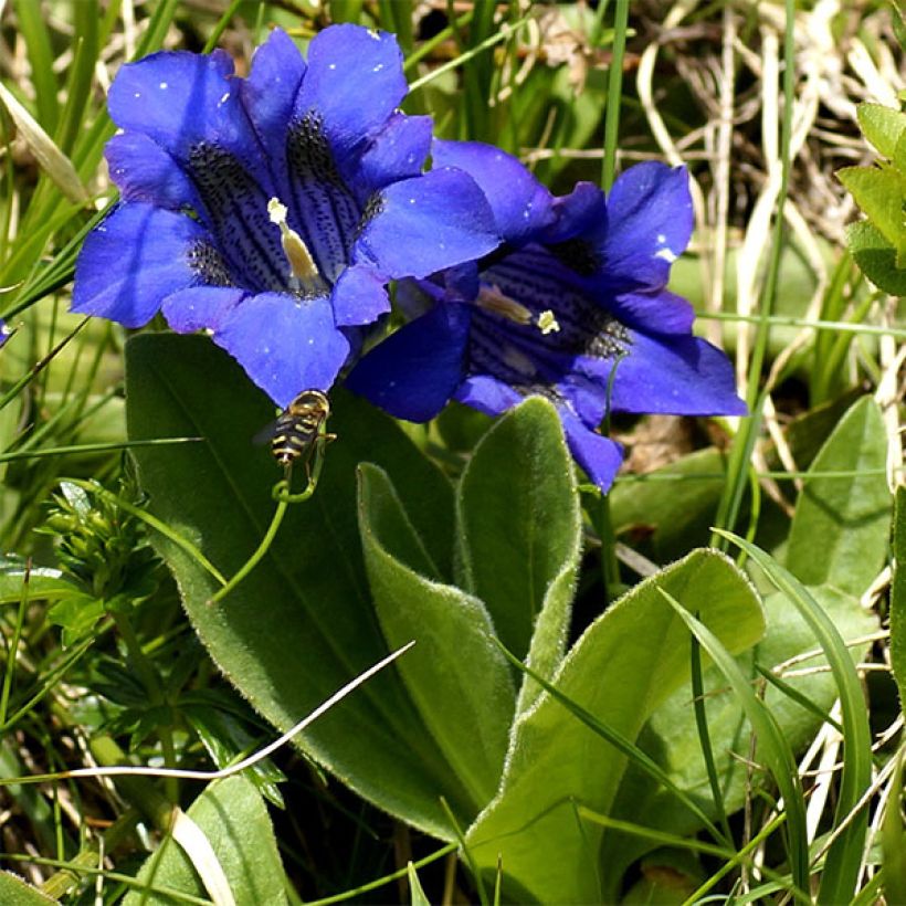 Gentiana acaulis (Porte)