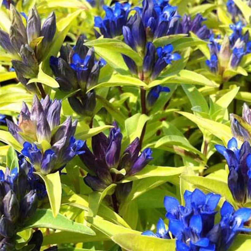 Gentiana cruciata (Floración)