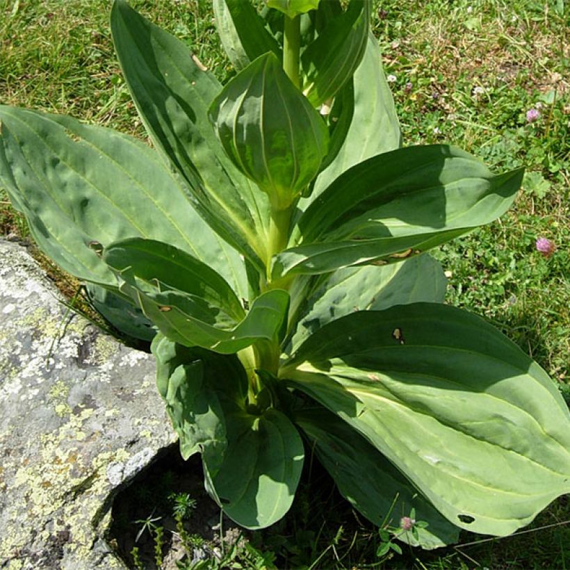 Gentiana lutea (Follaje)