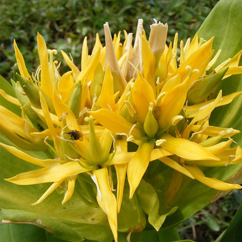 Gentiana lutea (Floración)