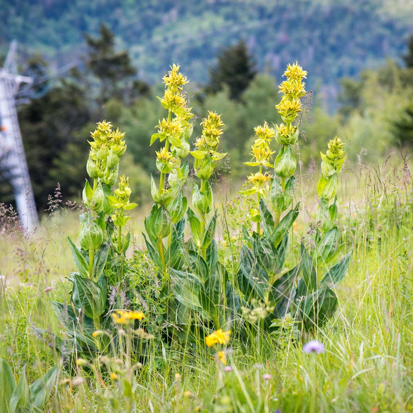 Gentiana lutea (Porte)