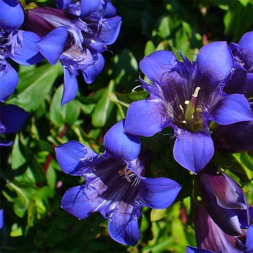 Gentiana septemfida var. lagodechiana (Floración)